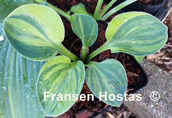 Hosta Mouse Party
